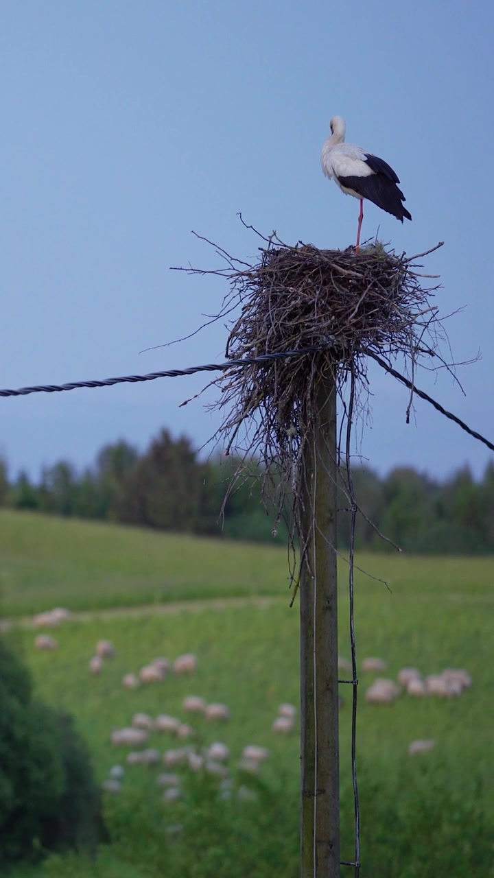 Video verticale di una cicogna bianca che sta in un grande nido di ramoscelli su un palo di servizio, affacciato su un paesaggio rurale verde al tramonto, con un gregge di pecore al pascolo sullo sfondo.