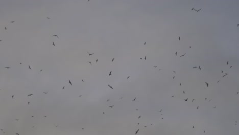 Vögel-Fliegen-Schwarm-Viele-Hunderte-Seevögel-Hintergrund-Himmel-Isoliert-Wilde-Natur-Großbritannien