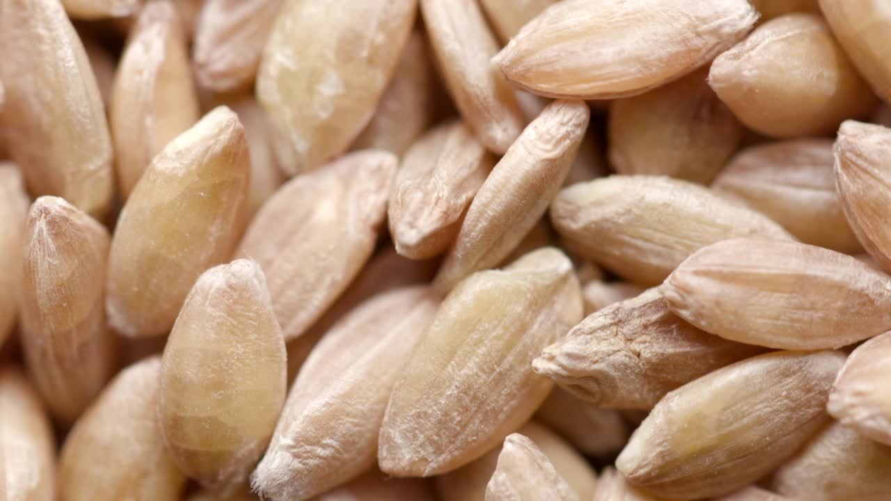 원시 스펠트 씨의 클로즈업: 원형으로 회전하는 씨