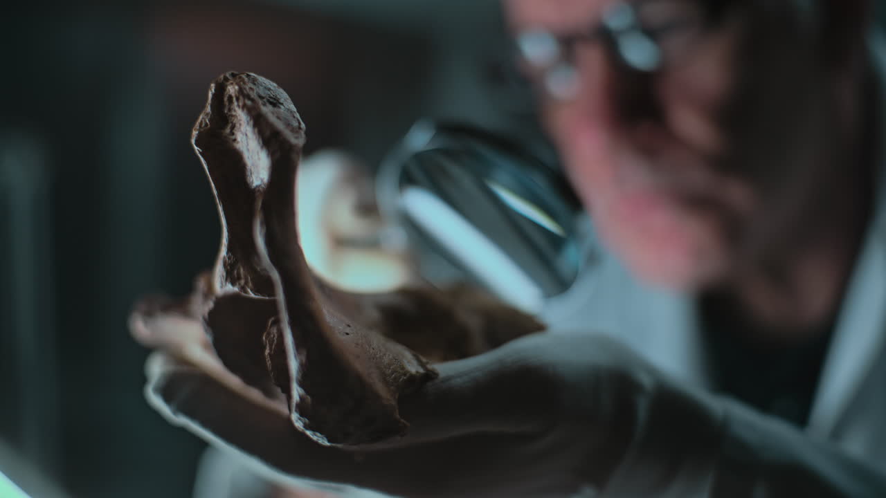 científico que examina el fósil