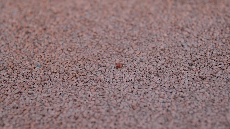 Coccinella su ghiaia
