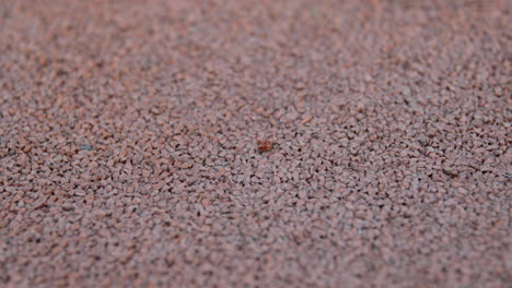 ladybug on gravel