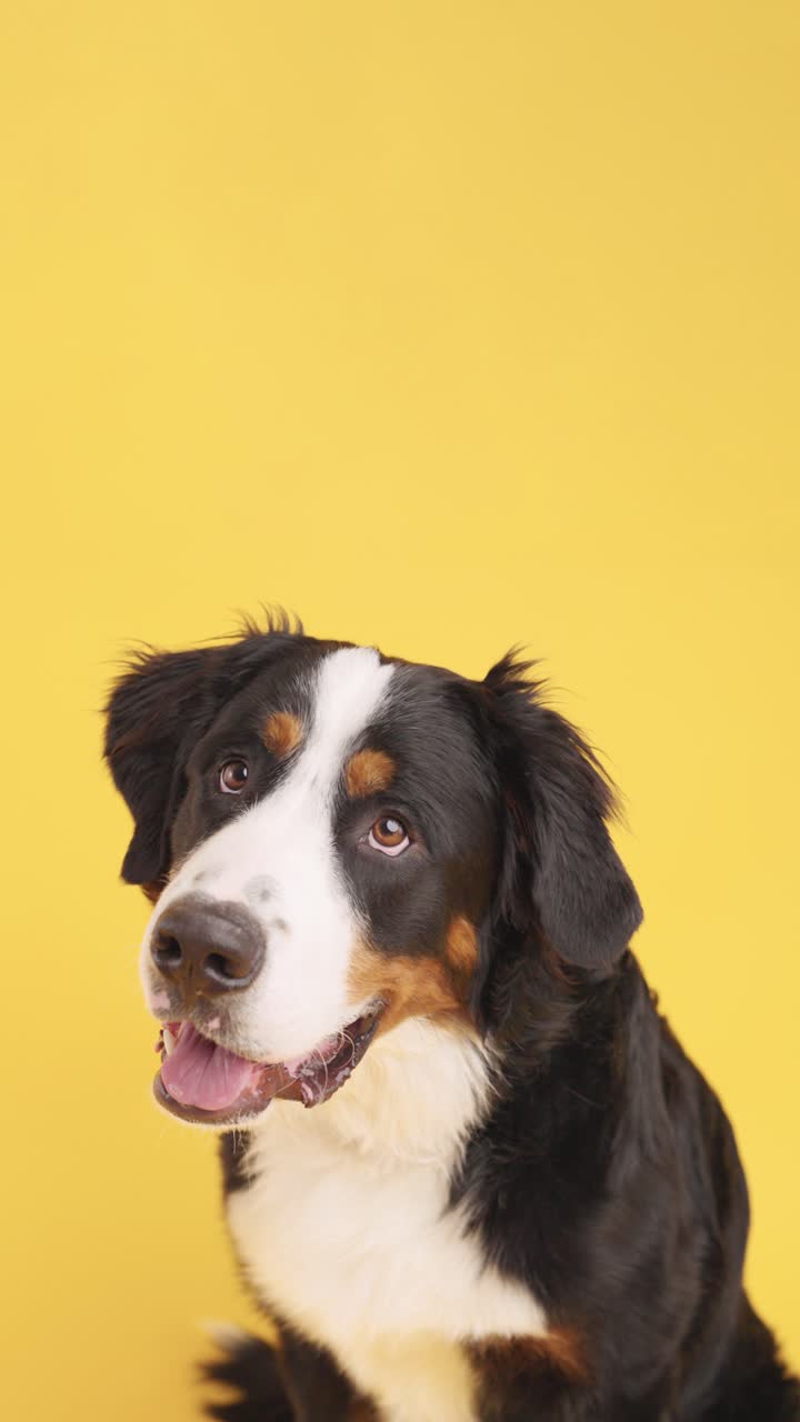 Bernese Mountain Dog Portrait