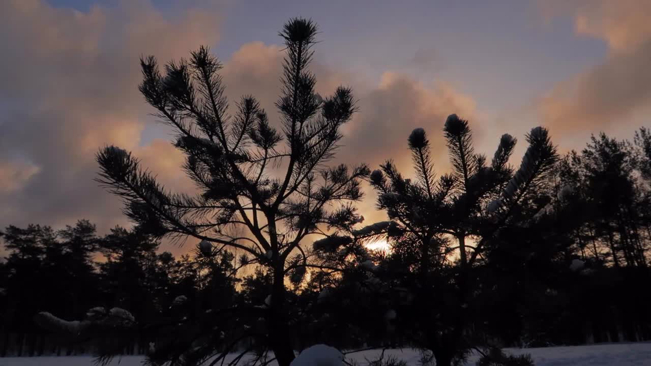árbol de pino oscuro de pie frente al cielo colorido al atardecer con colores suaves naranja y azul y nubes lechosas