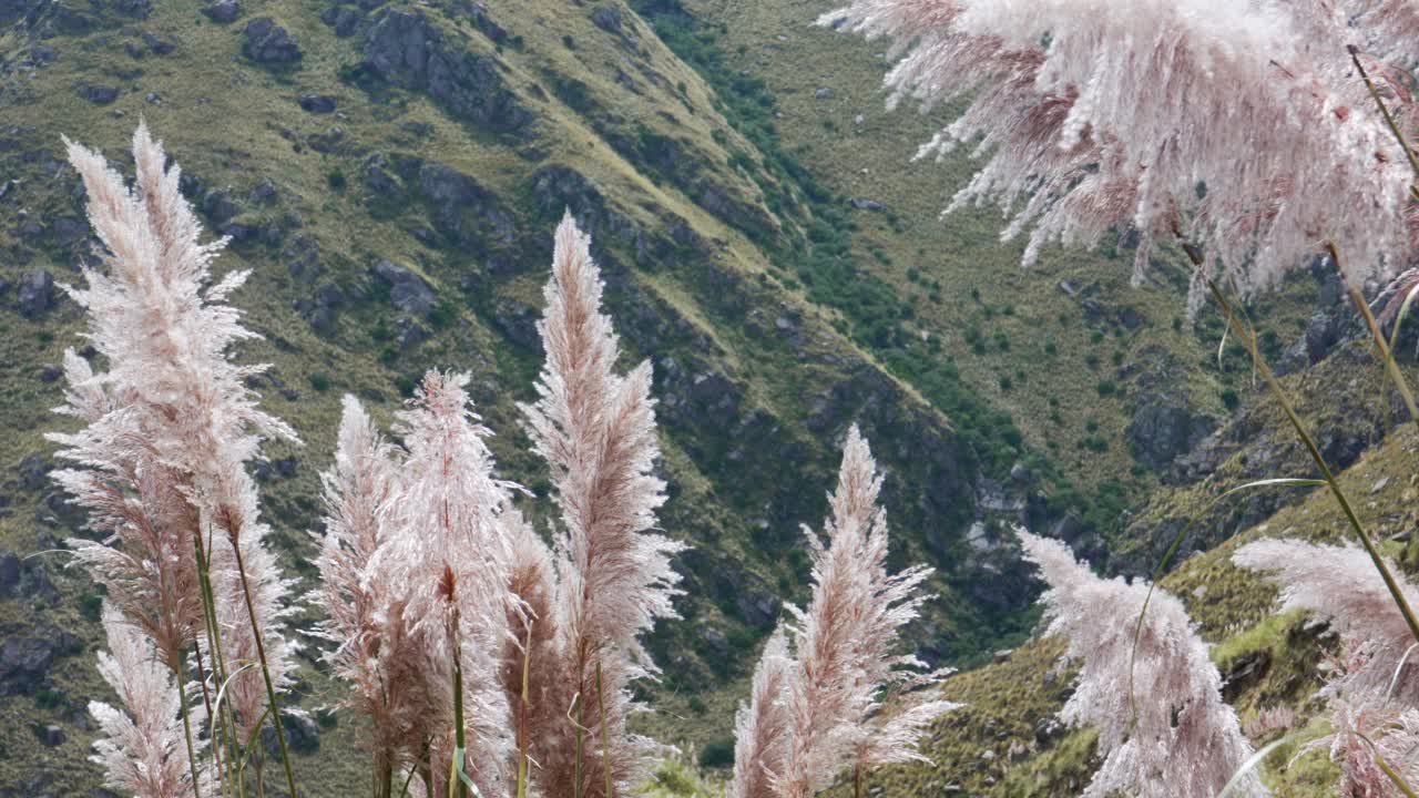 천천히 움직이는 배경 에 산 들 이 있는  ⁇ 파 잔디 꽃 의 가까운 모습