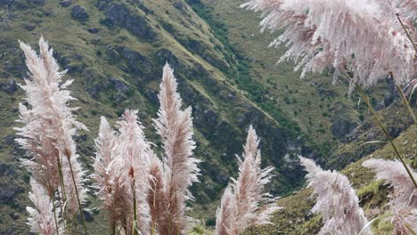 vista de cerca de las flores de la hierba pampa con montañas en el fondo en cámara lenta