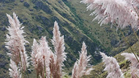 vista de cerca de las flores de la hierba pampa con montañas en el fondo en cámara lenta