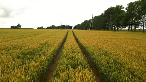 Drohnenaufnahme-Von-Grünem-Ackerland-Aus-Weichweizen-Mit-Traktorspuren-Im-Frühsommer