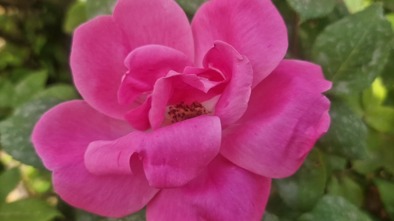 Primer plano de una rosa rosa vibrante con hojas verdes al fondo, mecida por el viento.