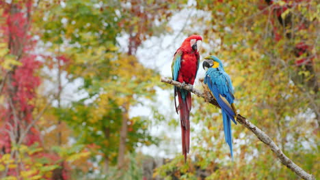 two parrots on a branch