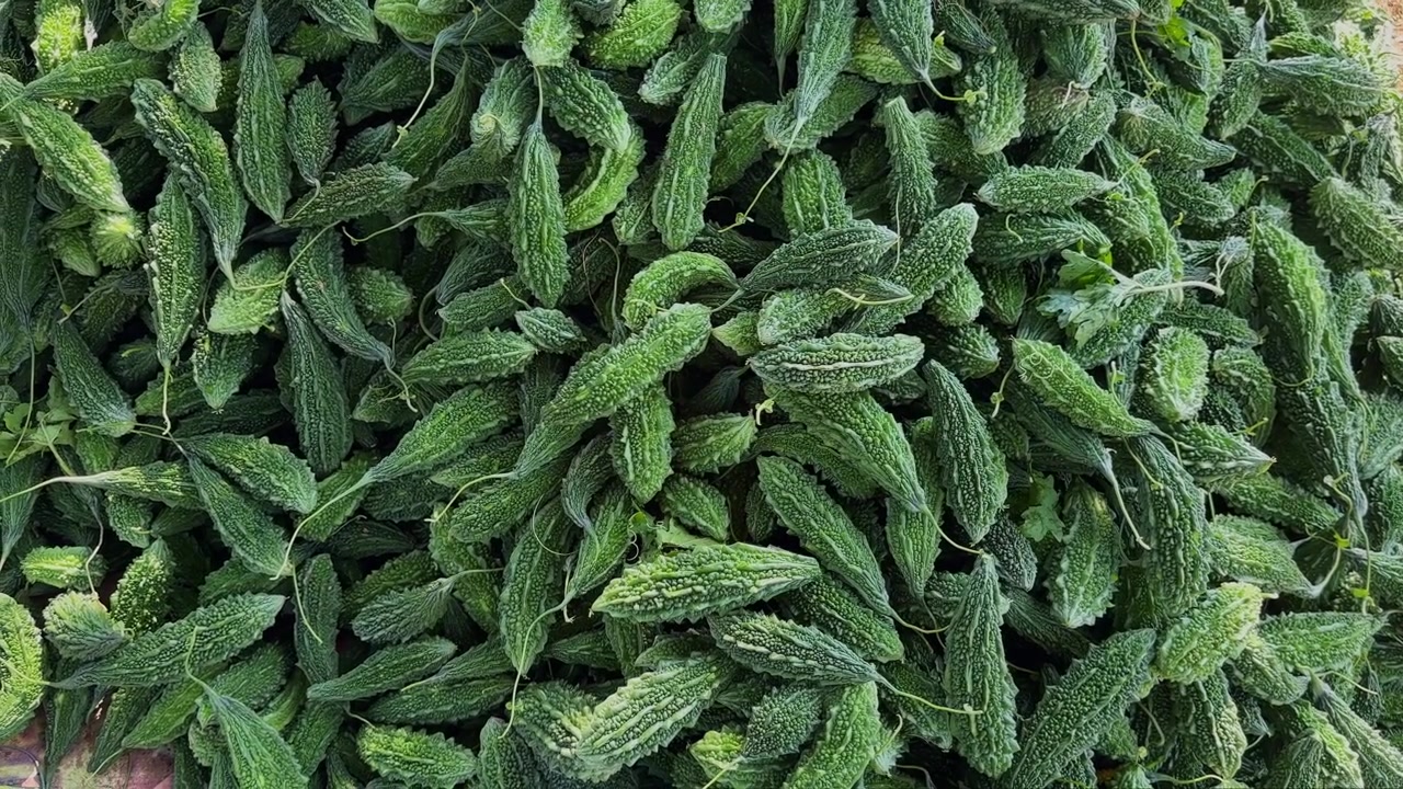 Yeni hasat edilmiş devasa bir acı kabak yığını etrafında dönen çekim, sınıflandırma, dağıtım ve pazar satışı için hazır bol çiftlik ürününü sergiliyor.