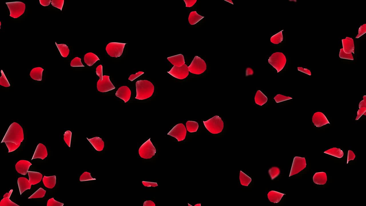 Random rose petals against white loop background green screen great for presentation forms ad