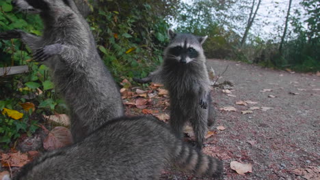 Slow-motion-Close-up-of-three-wild-raccoons-out-in-the-wilderness