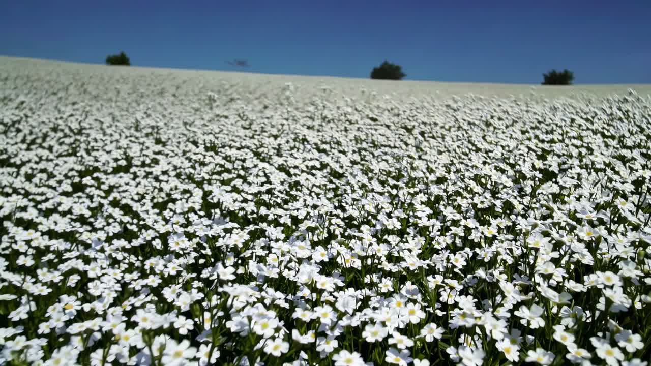 Un video con angolazione dal basso cattura un vasto campo di fiori bianchi sotto un cielo azzurro e limpido.
