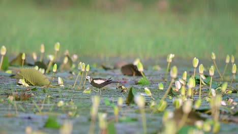 Jacana-De-Cola-De-Faisán-O-Hidrophasianus-Chirurgus-En-Fondo-Verde-Natural-Durante-El-Monzón