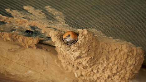 lesser striped swallow flies from entrance of mud nest against ceiling, close up