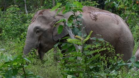 Los-Elefantes-Asiáticos-Son-Especies-En-Peligro-De-Extinción-Y-También-Son-Residentes-De-Tailandia