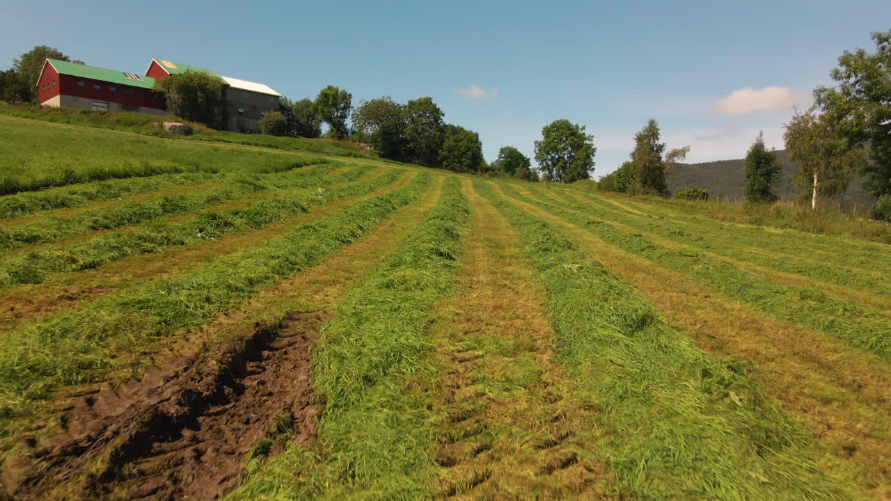 Gras für Silageproduktion in einer Schwade, das an einem sonnigen Tag zum Trocknen liegt
