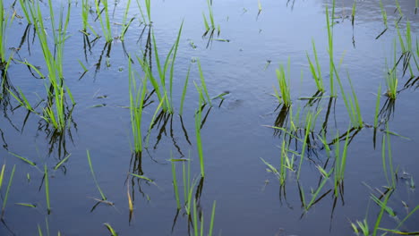 Cultivo-De-Arroz-En-Arrozales-De-Kerala-En-Tierras-Húmedas,-Cultivo-De-Arroz-Indio,-Plantas-De-Arroz-Para-Bebés