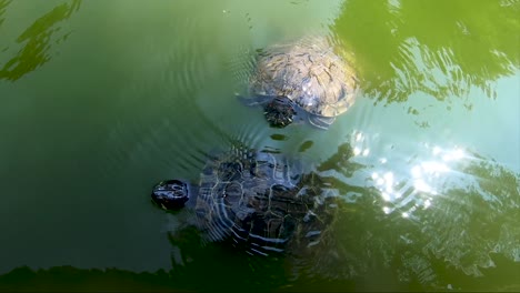curiosas tortugas nadando en agua verde