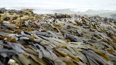 rocky seaweed covered seashore close up with ocean waves splashing in background dolly right