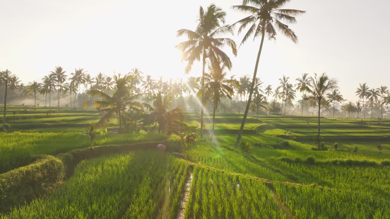 Veduta aerea del paesaggio di terrazzamenti di riso di Mancingan all'alba con nebbia a strati, palme e campi verdi vivaci a Bali