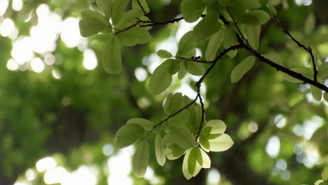 panning from one branch to another focusing on each twig and leaf of a curtain fig tree, ficus microcarpa, also known as strangler fig, indian laurel, and chinese banyan.
