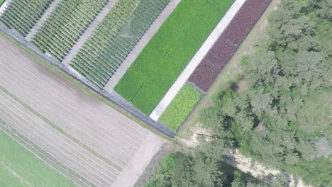 Drone-flying-over-rows-of-plants-next-to-forest