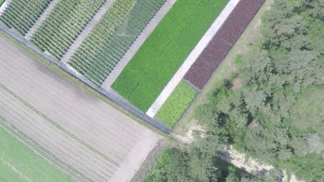 drone flying over rows of plants next to forest