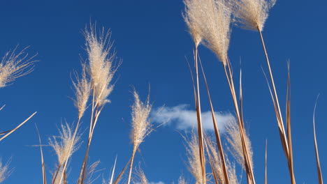 grass blowing gently along the coast on a summer day