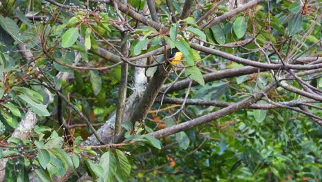 Slightly-covered-by-some-leaves-and-twigs,-an-orange-crowned-oriole-is-somewhat-hidden-behind-the-foliage-of-the-rainforest-in-Colombia