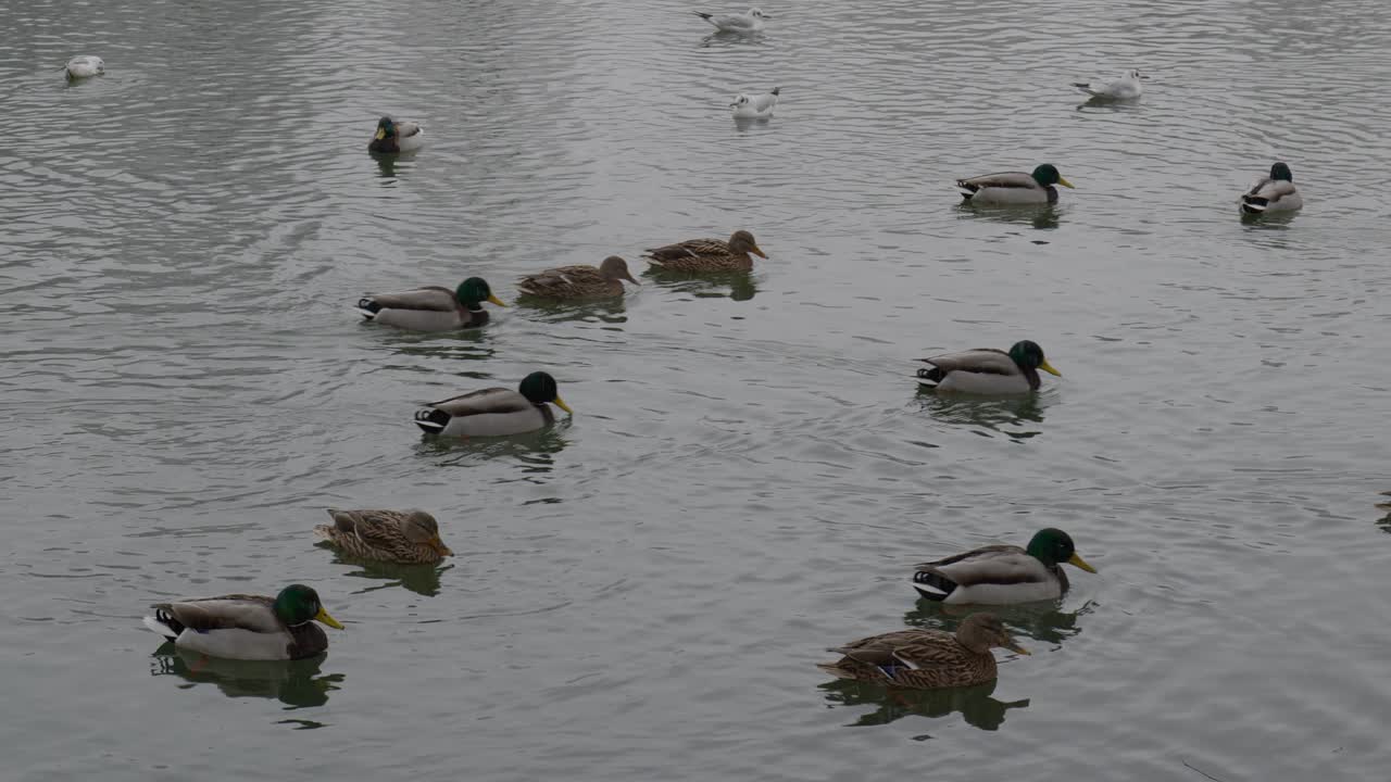 Wild Ducks And Seagulls On The Lake At Winter
