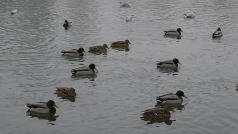 wild ducks and seagulls on the lake at winter