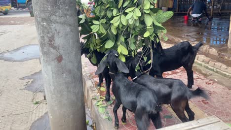 group of black bengal goats eating green leaves from hanging branch beside road in bangladesh