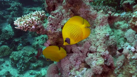 two yellow butterflyfish swimming over reef in the red sea