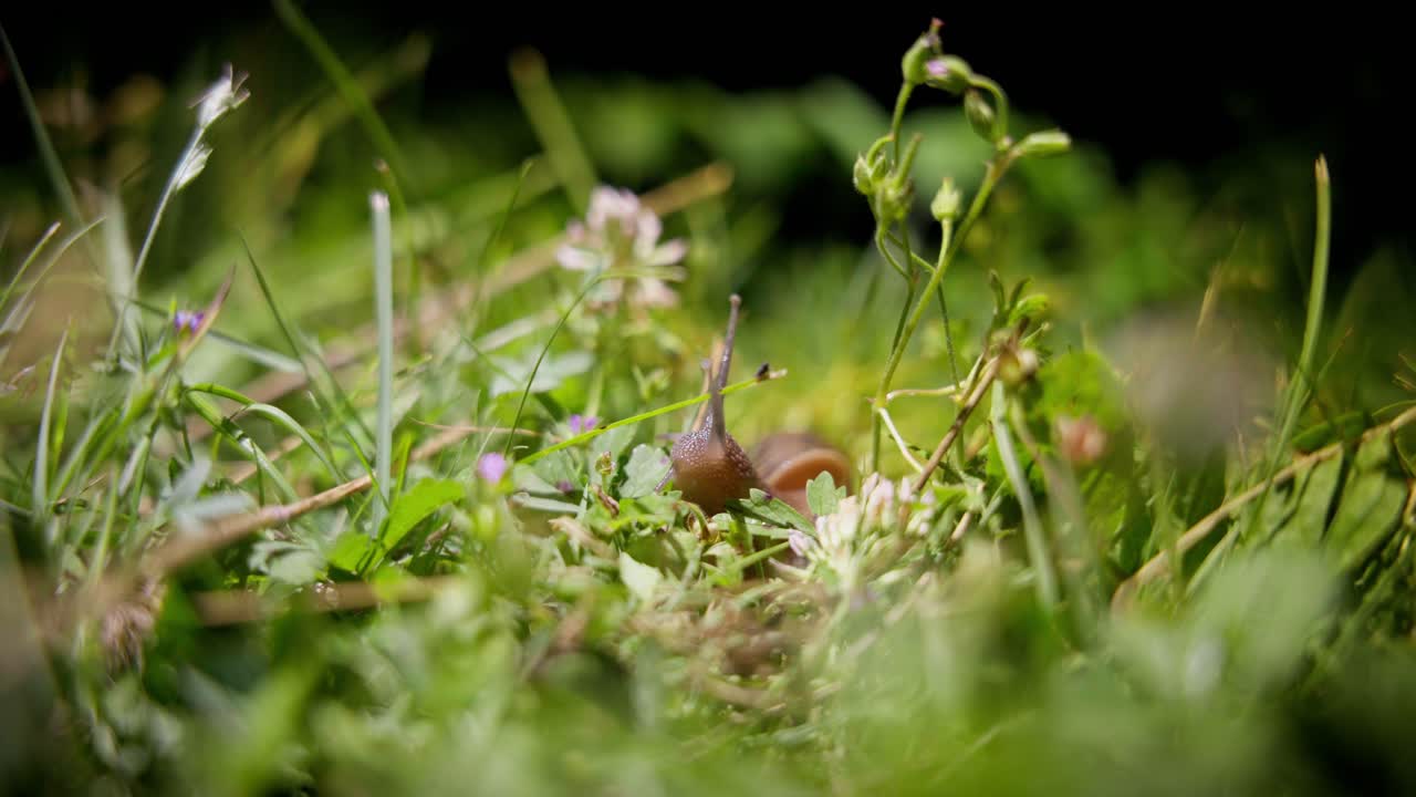lindo caracol en macro, por la noche en el jardín - el caracol que viene delante de la cámara