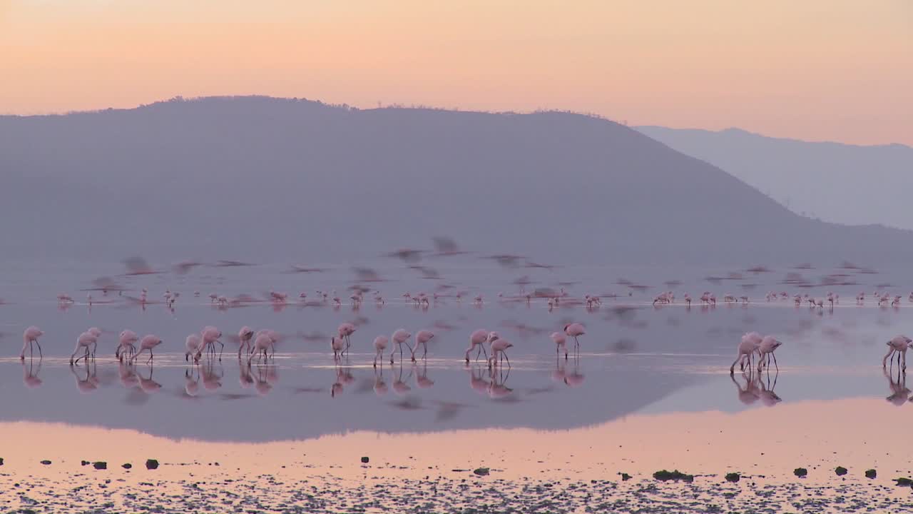 케냐 나쿠루 호수의 이른 아침 햇살에 분홍 플라밍고의 아름다운 장면 3