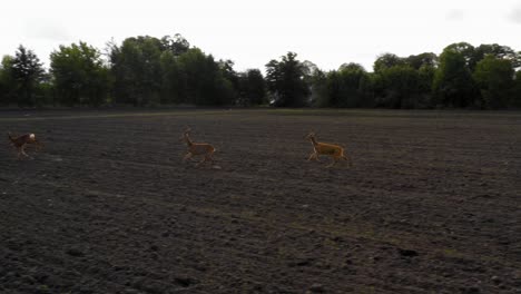 three deers running over dirt field