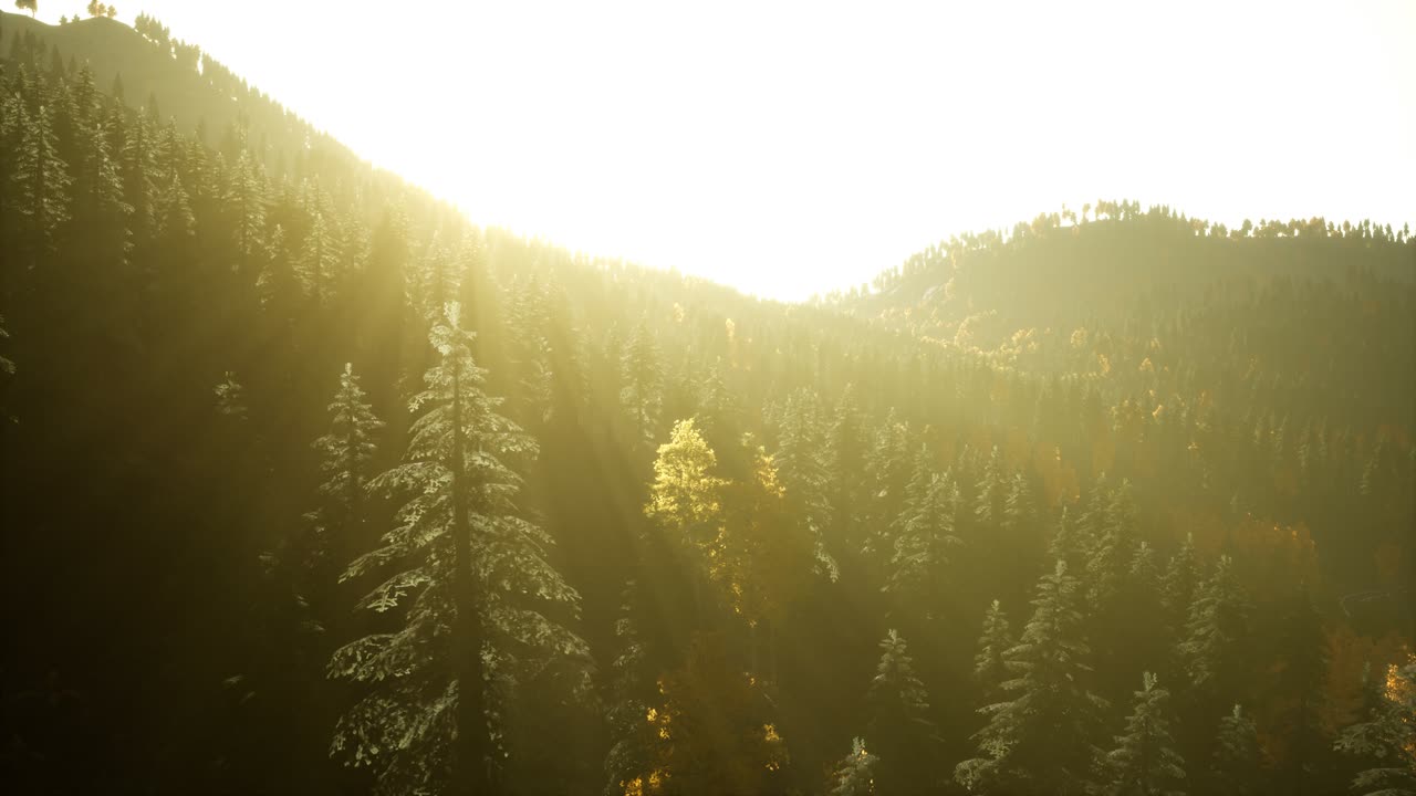 해질녘 산에 있는 소나무 숲 위로 공중 드론 보기 비행