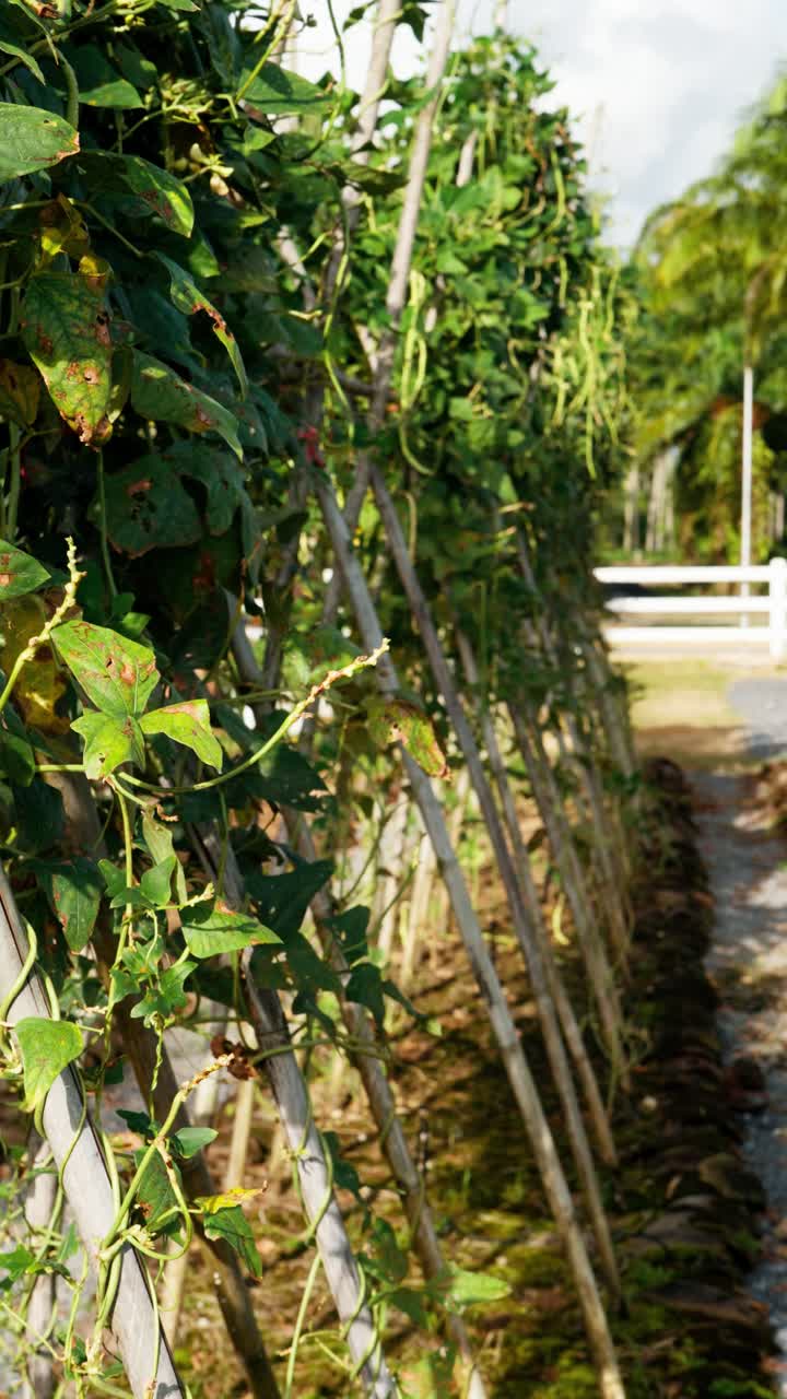 Green yardlong beans growing on a bamboo trellis in a lush, sunny farm village in Khao Lak, Thailand - vertical parallax shot