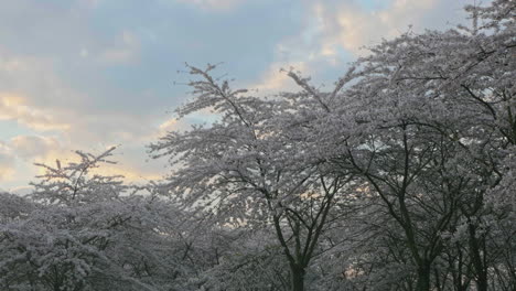 Blüte-Auf-Kirschbaumzweigen-Unter-Abendhimmel-Mit-Ziehenden-Wolken