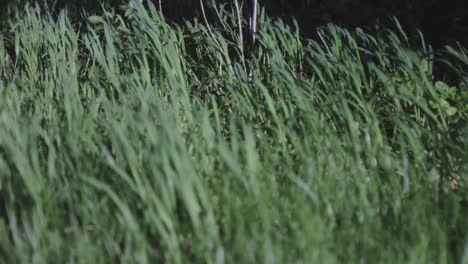 Hohes-Gras-Weht-An-Einem-Windigen-Sommertag-Im-Wind