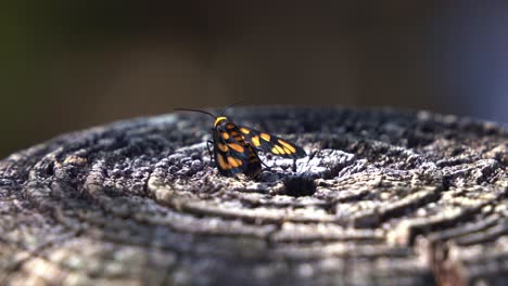 Wespenmotte,-Amata-Annulata,-Gesichtet-In-Freier-Wildbahn,-Ruht-Sich-Tagsüber-Auf-Einem-Baumstumpf-Aus,-Nahaufnahme-Mit-Handbewegung