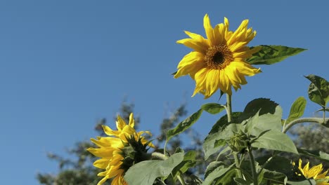 Sonnenblumen-Vor-Blauem-Himmel,-Sommer,-Positivität,-Freude-Und-Glück
