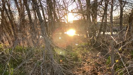 the sun reflects and flares in golden rays through forest branches