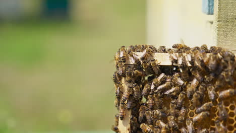 bee colony roaming on the honey frame. working bees covering the wax frame close up. blurred background.