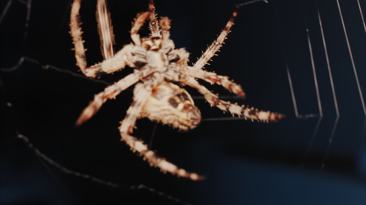 Close up of a spider sitting in its web, showing intricate details of its body and fine silk threads