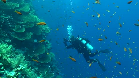 scuba diver with hundreds of tiny reef fish