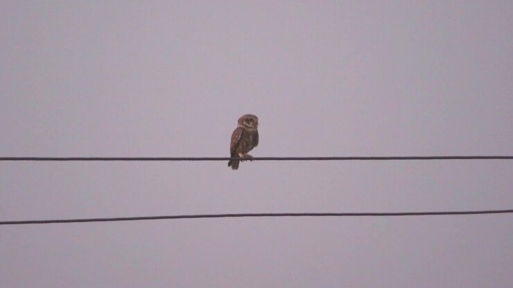 Spotted owl or athene brama resting on a transmission line during evening time in urban area of North India
