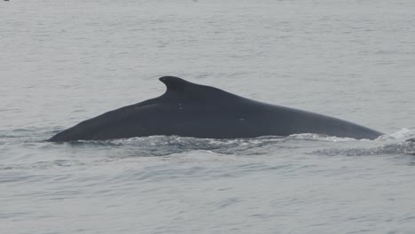 a humpback whale swimming off the coast of los órganos, piura, peru